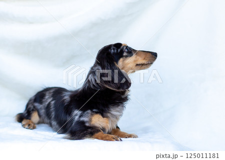 カニンヘンダックスフンド 成犬 カニンヘンダックスフンド 成犬 125011181