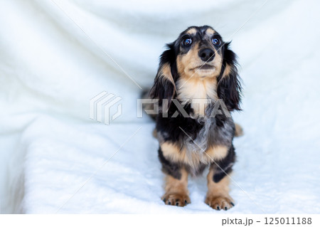 カニンヘンダックスフンド 成犬 125011188