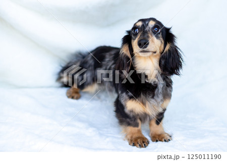 カニンヘンダックスフンド 成犬 カニンヘンダックスフンド 成犬 125011190