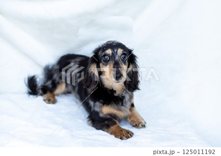 カニンヘンダックスフンド 成犬 125011192