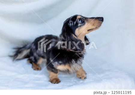 カニンヘンダックスフンド 成犬 カニンヘンダックスフンド 成犬 125011195
