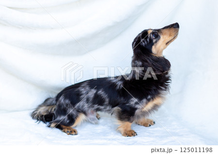 カニンヘンダックスフンド 成犬 125011198