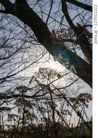 木々の隙間の逆光に照らされる枯れたあじさい 125011222