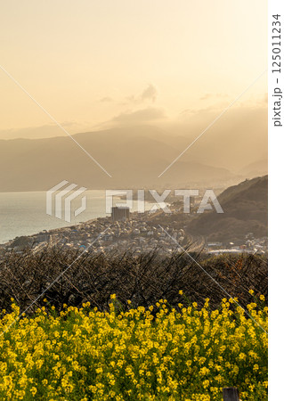 《吾妻山公園》　吾妻山公園の菜の花畑から望む夕景（神奈川県二宮町） 125011234