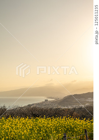 《吾妻山公園》　吾妻山公園の菜の花畑から望む夕景（神奈川県二宮町） 125011235