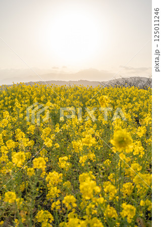 《吾妻山公園》　吾妻山公園の菜の花畑から望む夕景（神奈川県二宮町） 125011246