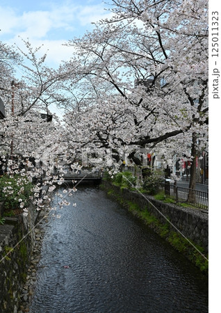 京都高瀬川沿いの桜 125011323