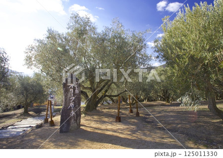 小豆島オリーブ公園・オリーブ原木 125011330