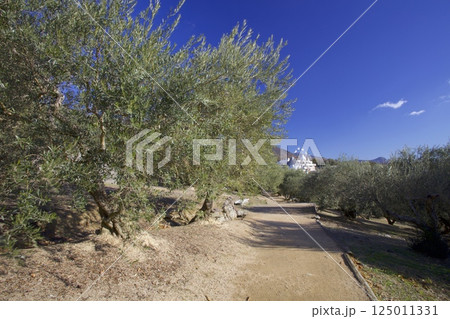 小豆島オリーブ公園の散策路 125011331