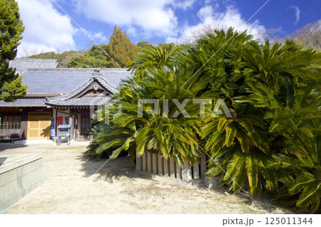 小豆島・誓願寺のソテツ/樹齢1000年以上/国指定天然記念物 125011344