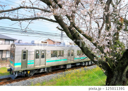秩父鉄道「開花したての桜堤付近を走る電車」 125011391