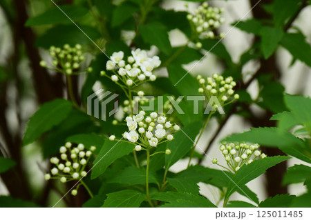 開花始めのコデマリ 開花始めのコデマリ 125011485
