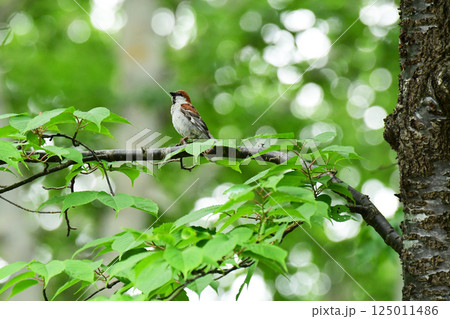 新緑の桜の木に止まるニュウナイスズメ 125011486