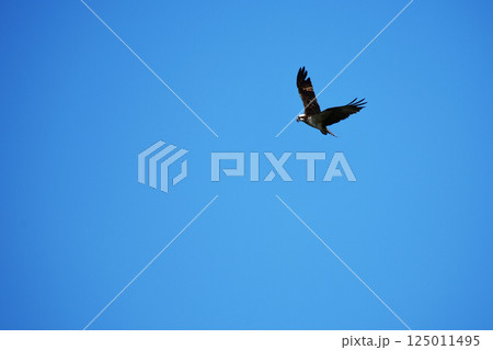 上空で獲物を探すミサゴ 125011495