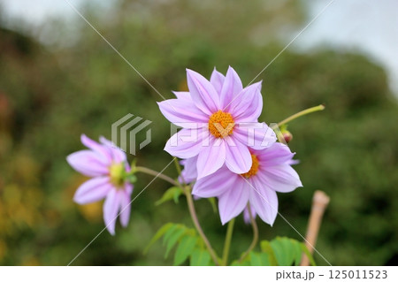 爽やか　ダリアの花 125011523