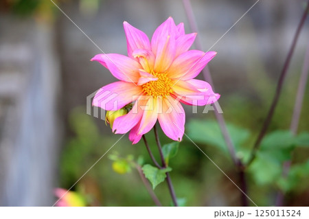 爽やか　ダリアの花 125011524