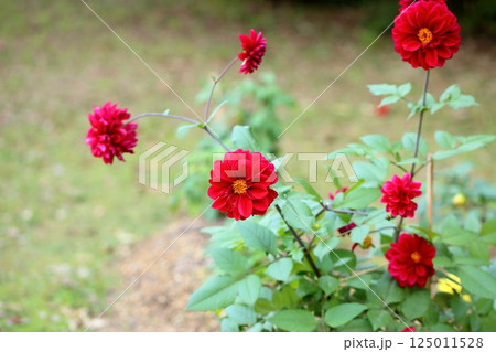 鮮やか　ダリアの花 125011528