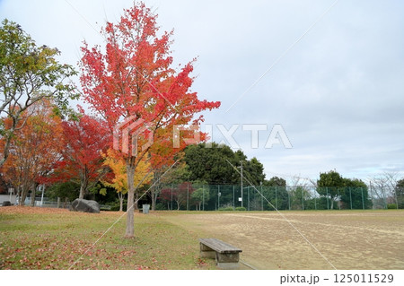 秋の公園　紅葉　トウカエデ 125011529