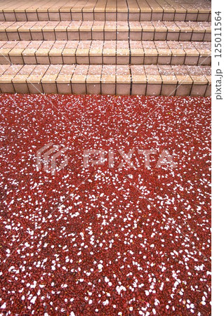 春の雨上がりの桜の花びら散る集合住宅の石段と遊歩道風景 春の雨上がりの桜の花びら散る集合住宅の石段と遊歩道風景 125011564