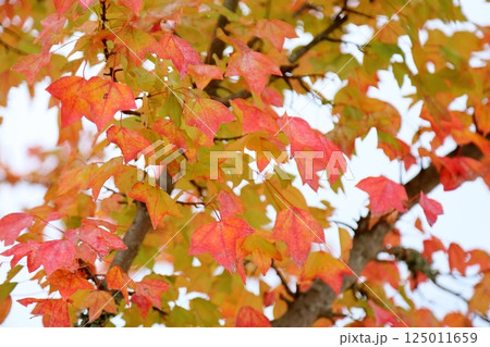 色づくトウカエデの葉 125011659