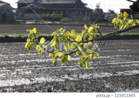柿の芽吹き 125011805