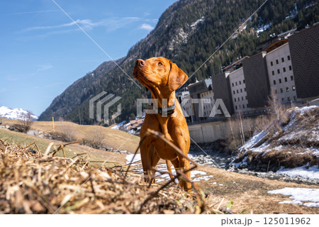 A Vizsla dog stands mid motion on a grassy, snowy embankment near a stream. Mountains, evergreen trees, and modern buildings are visible under a bright blue sky. A Vizsla dog stands mid motion on a grassy, snowy embankment near a stream. Mountains, evergreen trees, and modern buildings are visible under a bright blue sky. 125011962