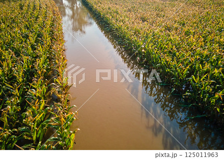 Flooded cornfield with corn plants partially submerged in muddy water on farmland after heavy rain Flooded cornfield with corn plants partially submerged in muddy water on farmland after heavy rain 125011963