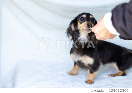 カニンヘンダックスフンド 成犬 カニンヘンダックスフンド 成犬 125012503