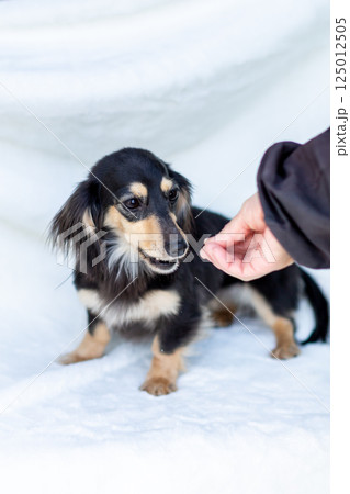 カニンヘンダックスフンド 成犬 125012505