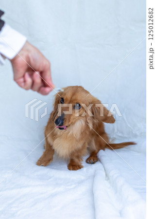 カニンヘンダックスフンド 成犬 125012682