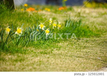 道端に咲く水仙の花 道端に咲く水仙の花 125012801