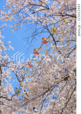 満開の桜と観覧車 満開の桜と観覧車 125012893