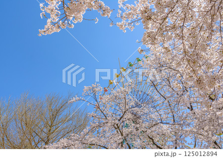 満開の桜と観覧車 125012894