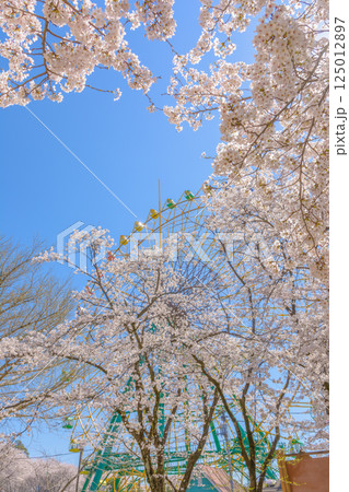 満開の桜と観覧車 満開の桜と観覧車 125012897