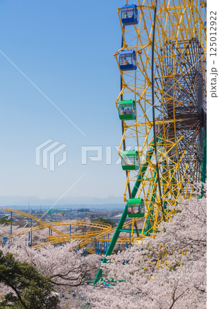 満開の桜と観覧車 満開の桜と観覧車 125012922