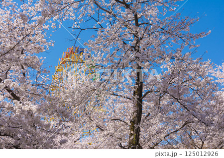 満開の桜と観覧車 満開の桜と観覧車 125012926