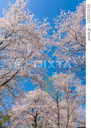 満開の桜と観覧車 125012938