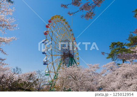 満開の桜と観覧車 満開の桜と観覧車 125012954