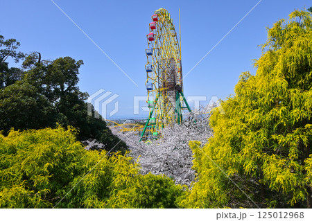 満開の桜と観覧車 満開の桜と観覧車 125012968