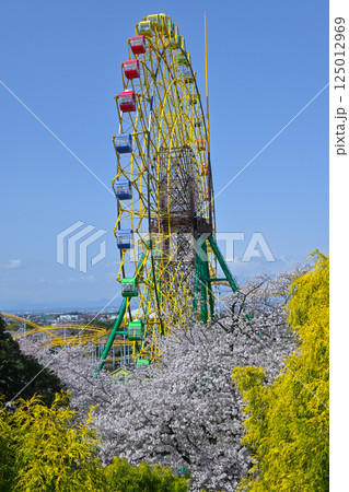 満開の桜と観覧車 満開の桜と観覧車 125012969