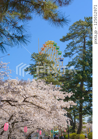 満開の桜と観覧車 満開の桜と観覧車 125012971