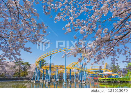 満開の桜と華蔵寺公園の遊園地 125013079