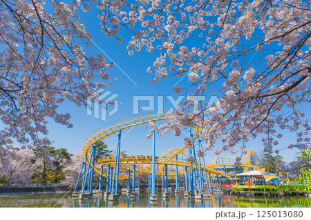 満開の桜と華蔵寺公園の遊園地 125013080
