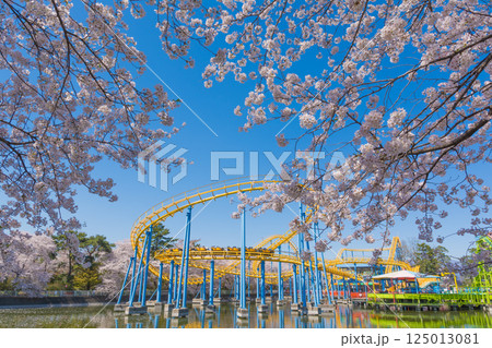 満開の桜と華蔵寺公園の遊園地 125013081