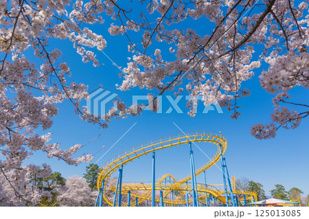 満開の桜と華蔵寺公園の遊園地 満開の桜と華蔵寺公園の遊園地 125013085