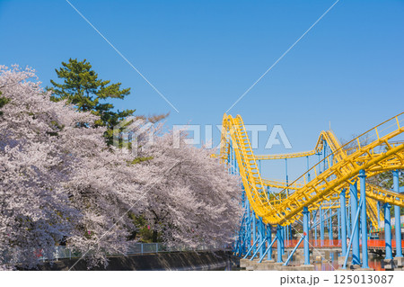 満開の桜と華蔵寺公園の遊園地 125013087