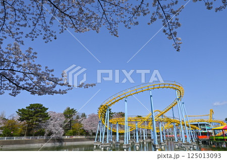 満開の桜と華蔵寺公園の遊園地 満開の桜と華蔵寺公園の遊園地 125013093