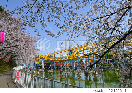 満開の桜と華蔵寺公園の遊園地 125013114