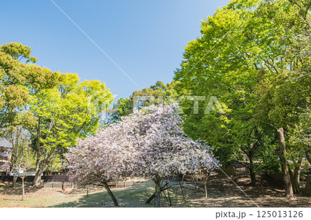 春の奈良公園 125013126