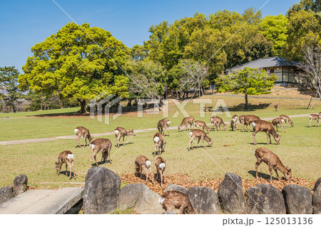 新緑の奈良公園　シカの群れ 125013136
